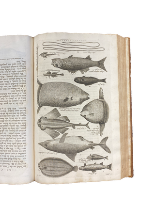 The Natural History of Cornwall