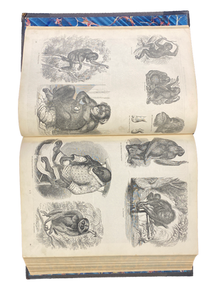 Pictorial Museum of Animated Nature; and Companion for the Zoological Gardens