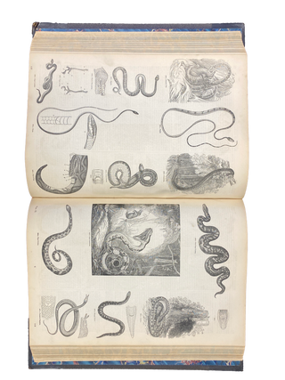 Pictorial Museum of Animated Nature; and Companion for the Zoological Gardens