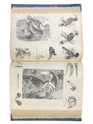Pictorial Museum of Animated Nature; and Companion for the Zoological Gardens