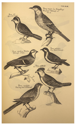 The Ornithology of Francis Willughby of Middleton